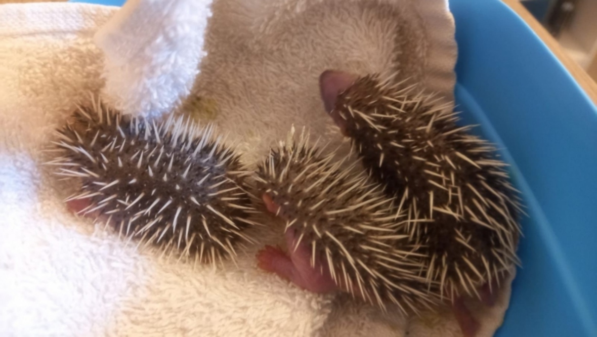 Scottish SPCA warns public to leave hedgehogs alone after three hoglets die due to separation from mum