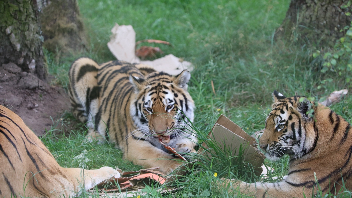 The tigers appeared to enjoy their gift. 