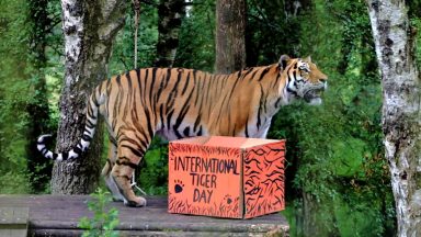 Endangered Amur tigers celebrate at Highland Wildlife Park