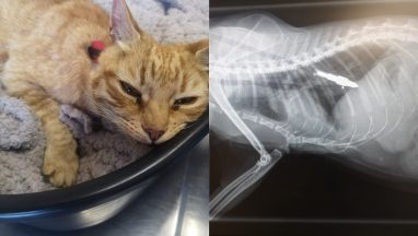 Police investigate after two cats in Kingussie found to be shot with crossbows