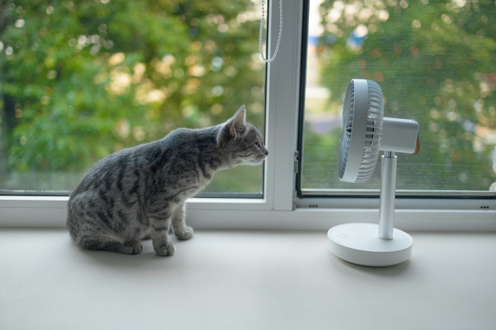 Keeping indoor and outdoor pets cool is crucial to their safety this week. 
