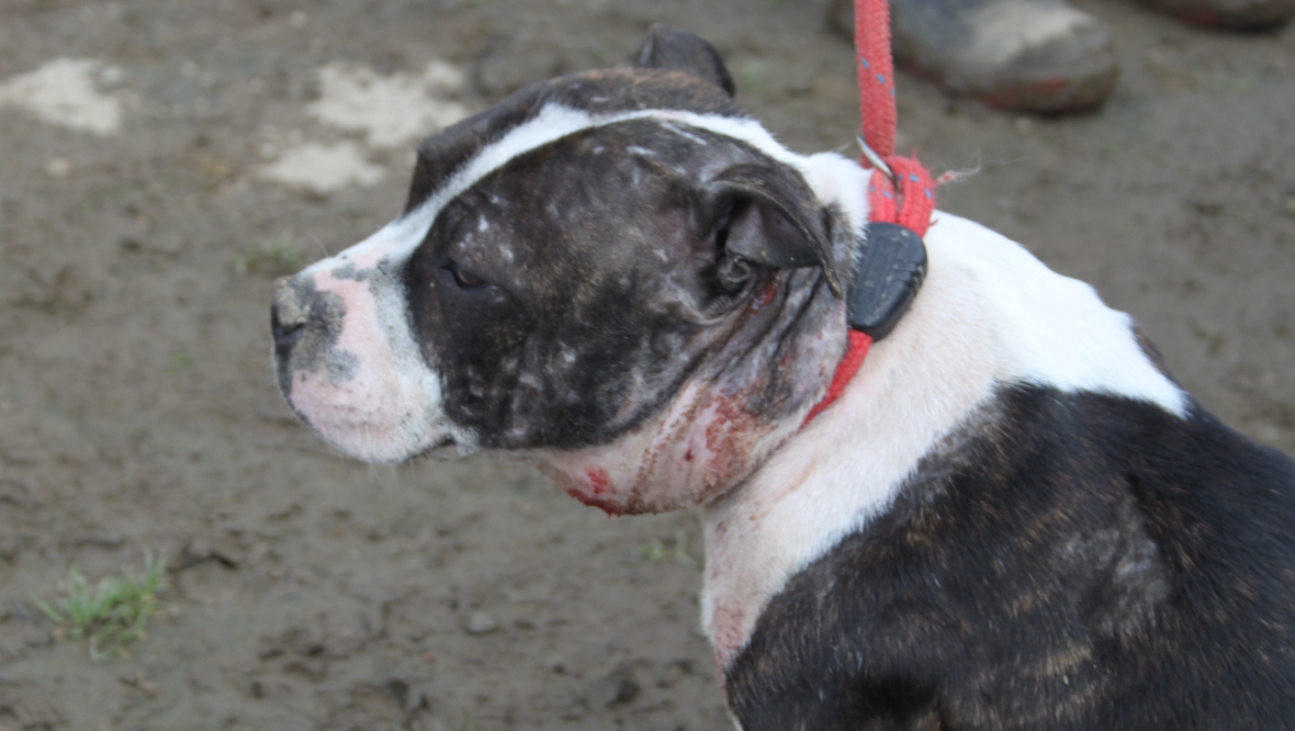 Tiree was discovered with a chronic skin condition.