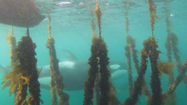 Seal hides in Shetland mussel farm to escape orcas