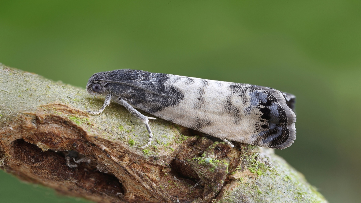 Rare sallow-shoot piercer moth discovered in Scotland for the first time at Cathkin Marsh near Glasgow