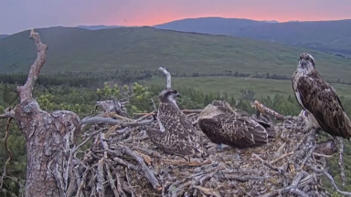 Wild Ospreys struggling to adapt to the effects of climate change