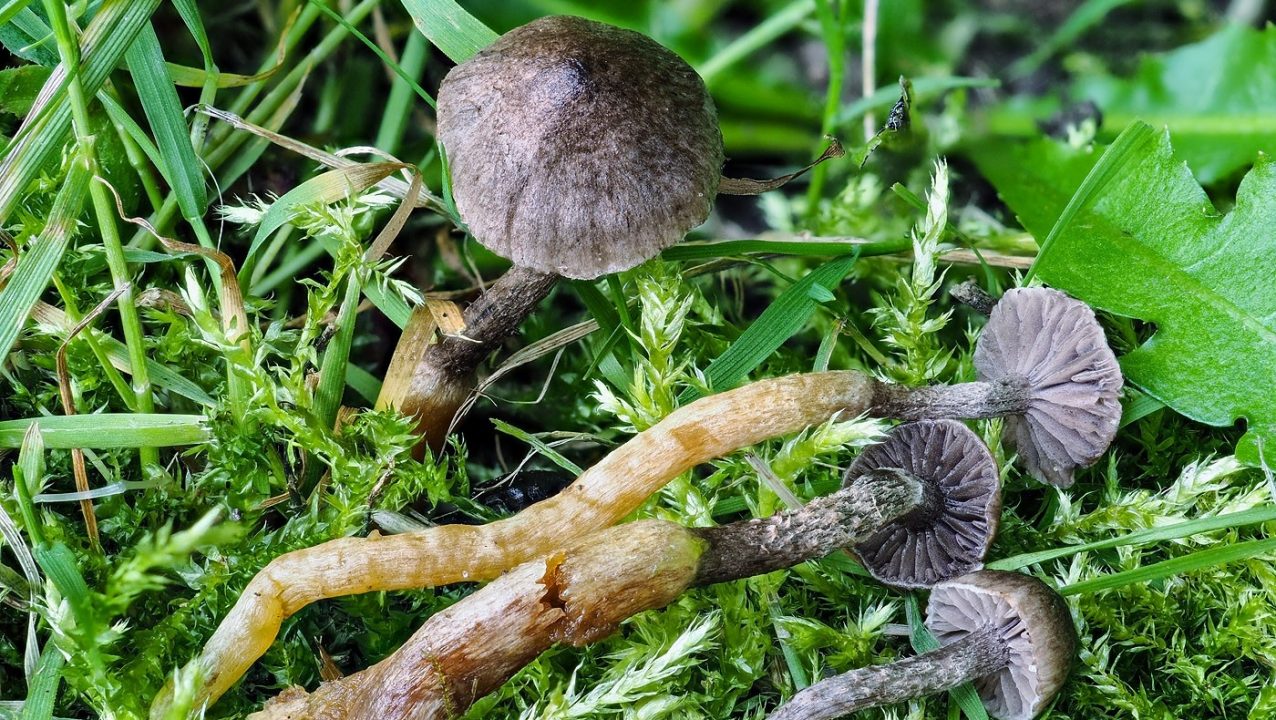 Species of fungus ‘new to science’ discovered in Scottish mountains at Cairngorms National Park