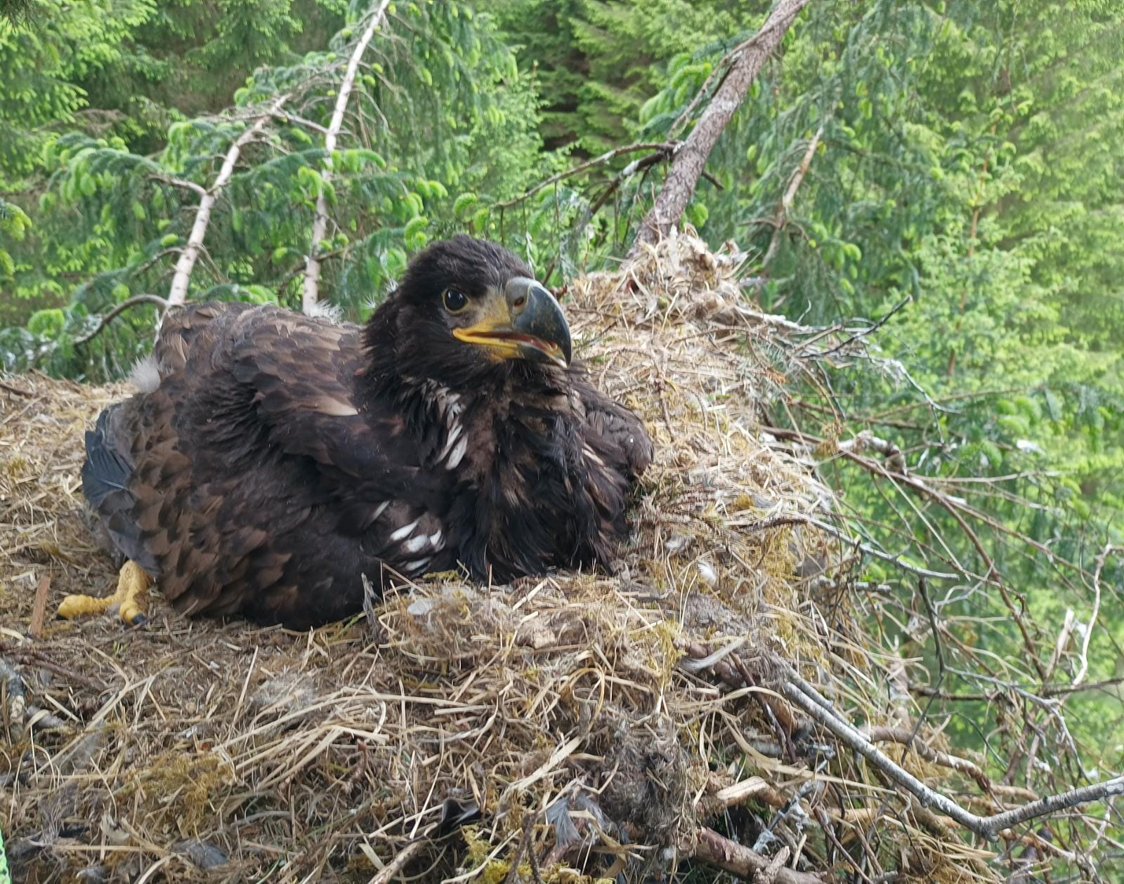 The chick is believed to be female (Pic: Steve Bentall)