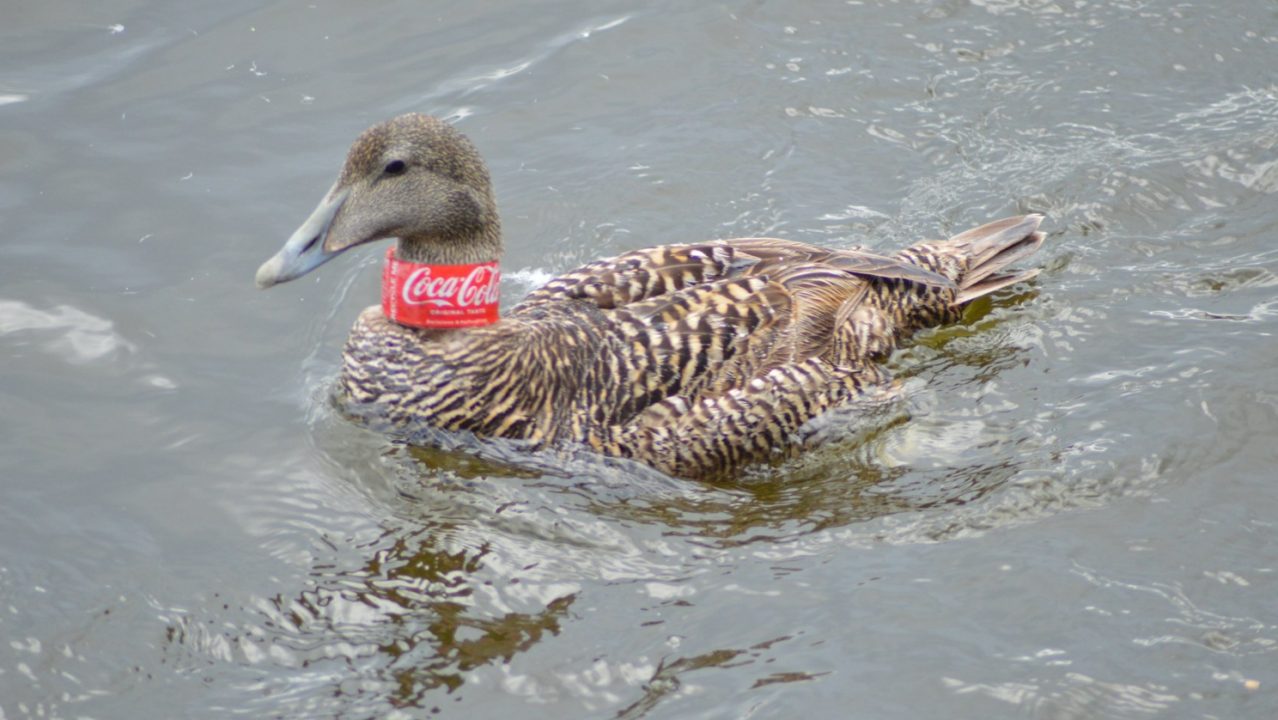Duck spotted with Coca-Cola sleeve wrapped around neck at Leith Docks in Edinburgh