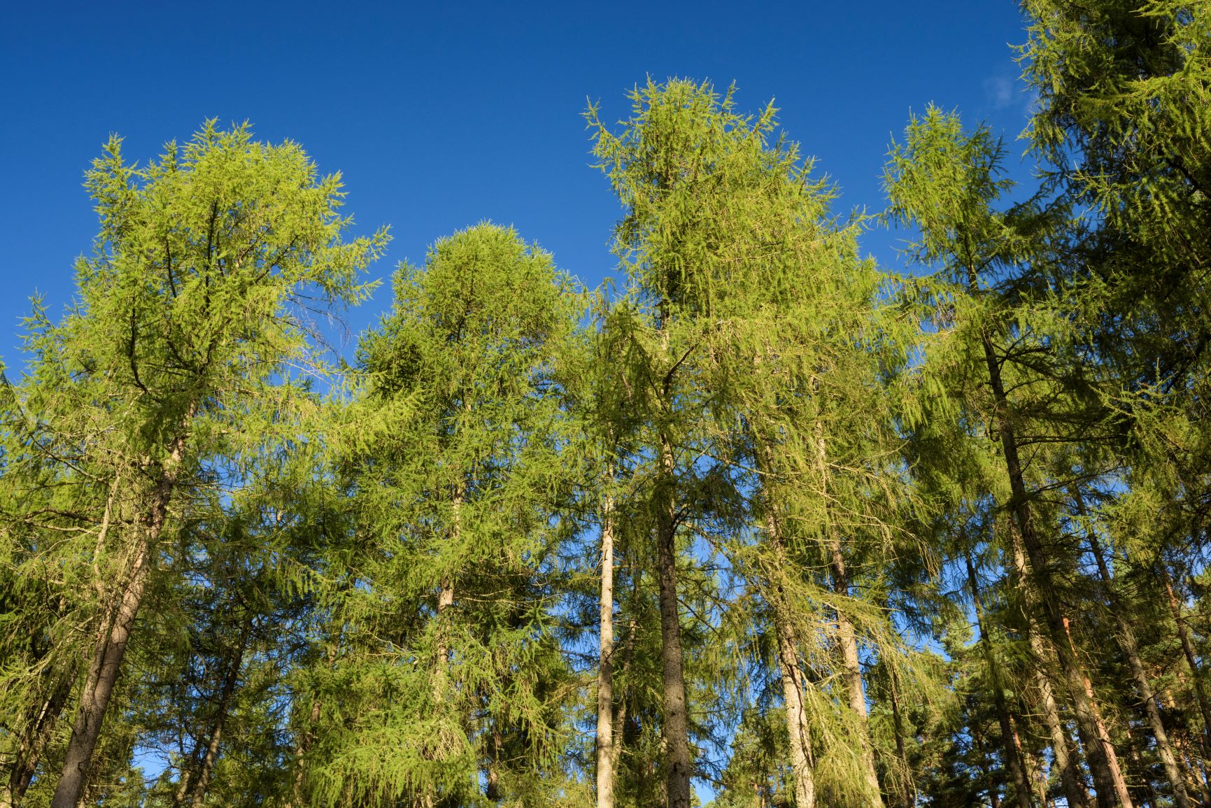 Millions of larches have already been cut down in the past decade. 