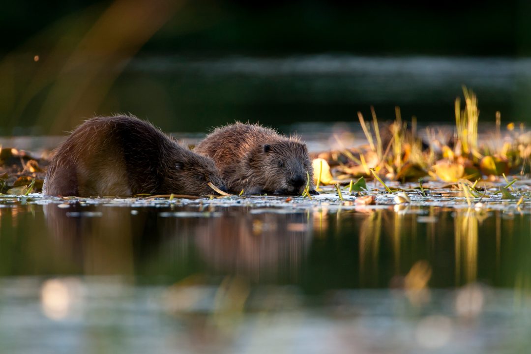 Trees for Life launches consultation to decide if beavers can be introduced to Glen Affric
