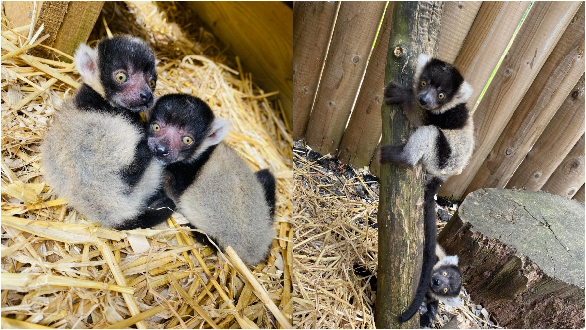 Critically endangered black and white ruffed lemur pups born at Blair Drummond Safari Park near Stirling