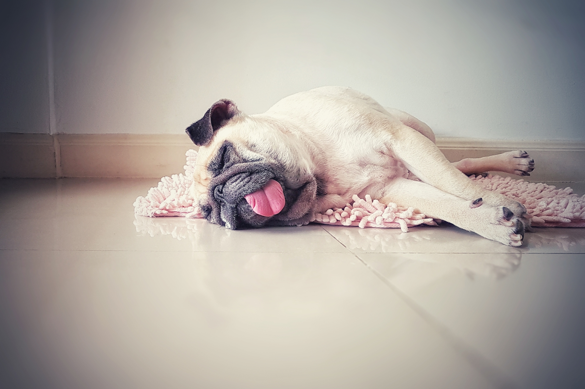 Animals with flat faces like pugs cannot pant as effectively to avoid heatstroke. 