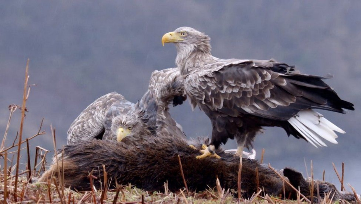 Britain's largest bird of prey the white-tailed eagle set to