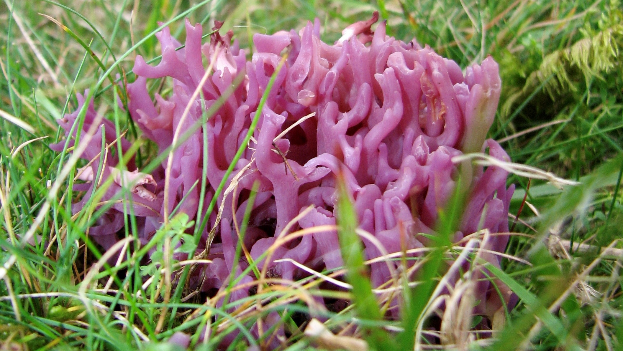 Finds made by the study include rare violet coral fungus.