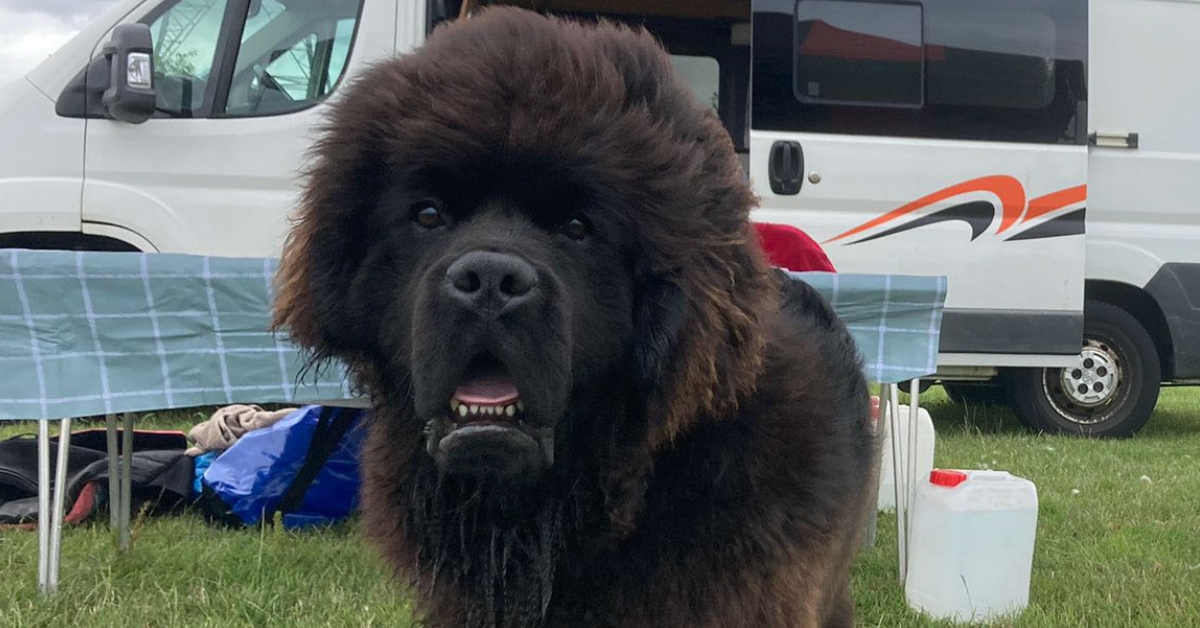 Newfoundland dogs trained to rescue people from drowning as new campaign launched