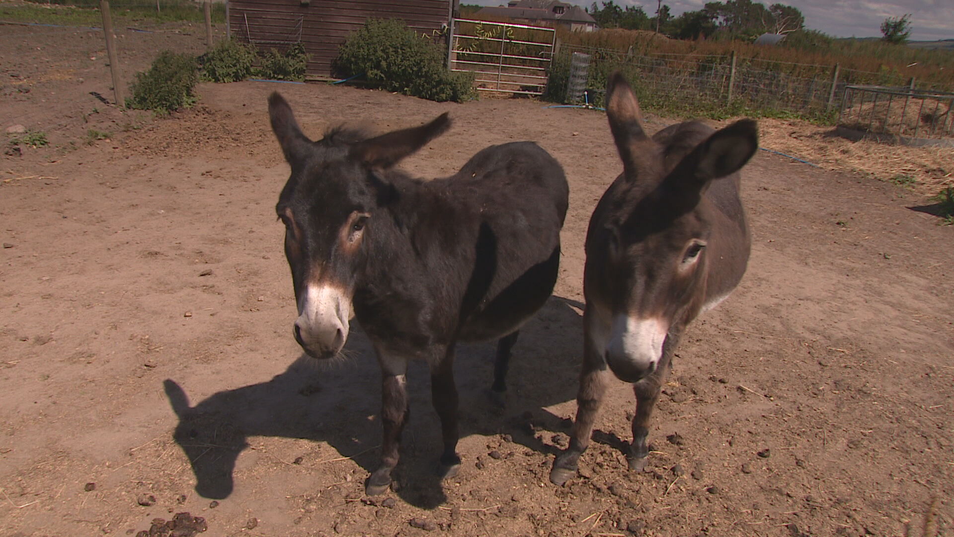 Halfpenny Farm Animal Sanctuary cares for 200 animals.