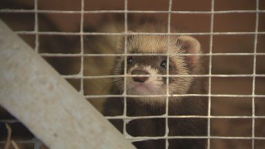 Cost of living: Animal charities fear ferrets dumped in field could be sign of things to come