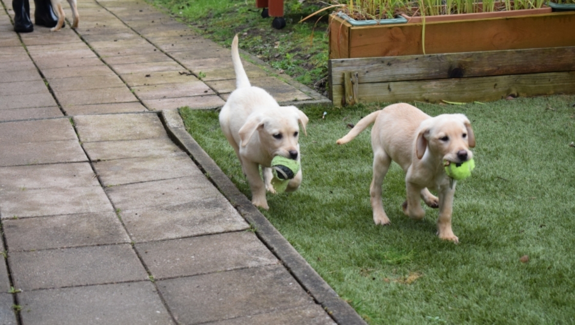 The remaining dogs have been successfully rehabilitated. 