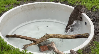 Rescued otter makes splash at Shetland rescue centre after overcoming fear of water