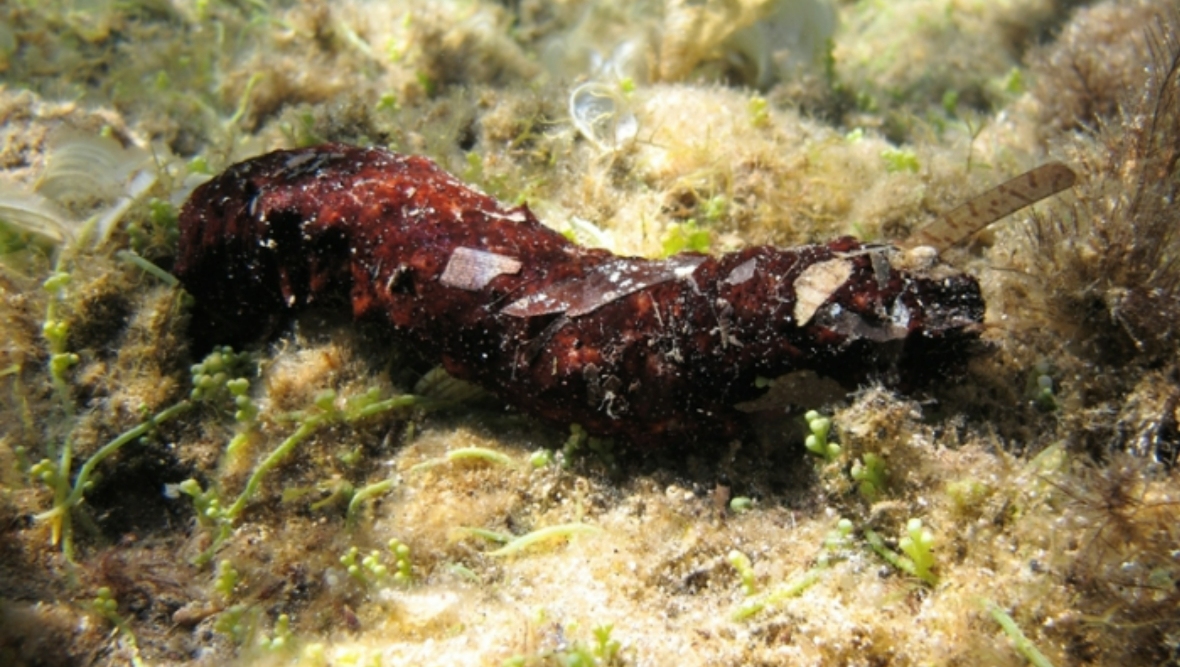 Sea cucumber could protect Earth from fish farms, say Scots scientists at University of Stirling