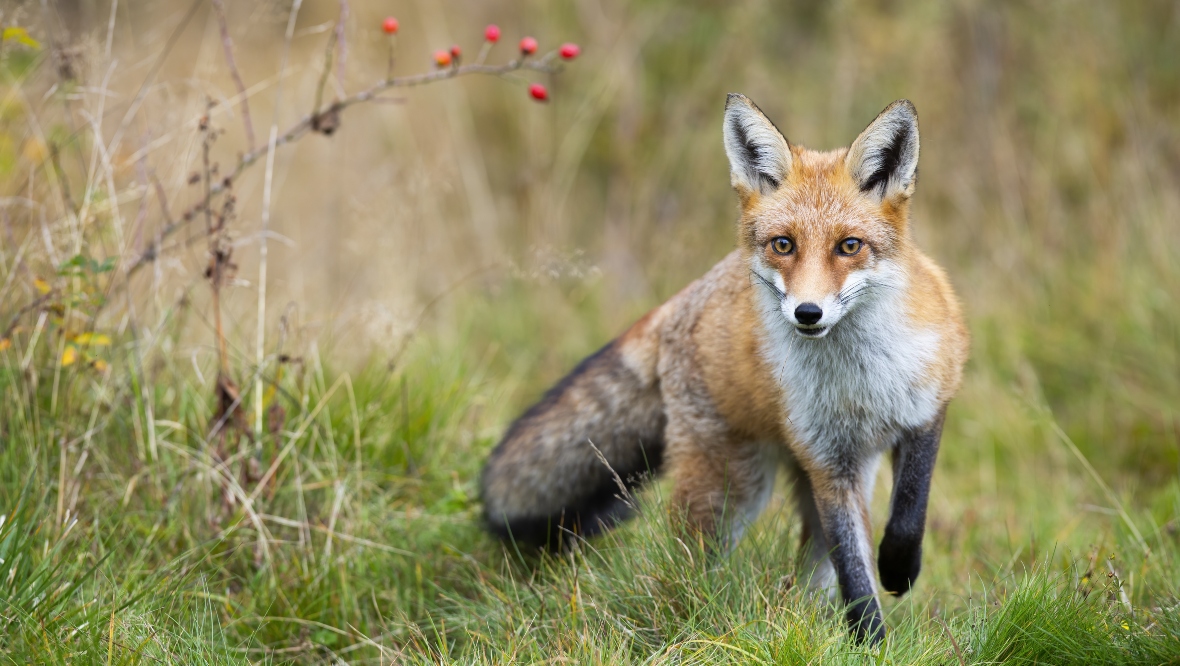Dog faeces form a significant part of red foxes’ diets, a new study by University of Aberdeen scientists shows