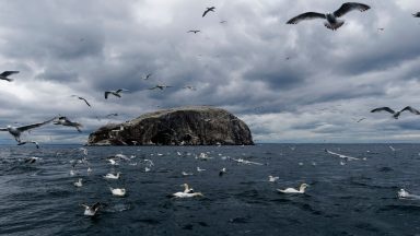 NatureScot taskforce recommends 23 Scottish islands ban tourists from landing amid bird flu outbreak
