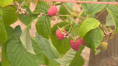 Scots fruit industry must adapt to ‘stay competitive’ says expert