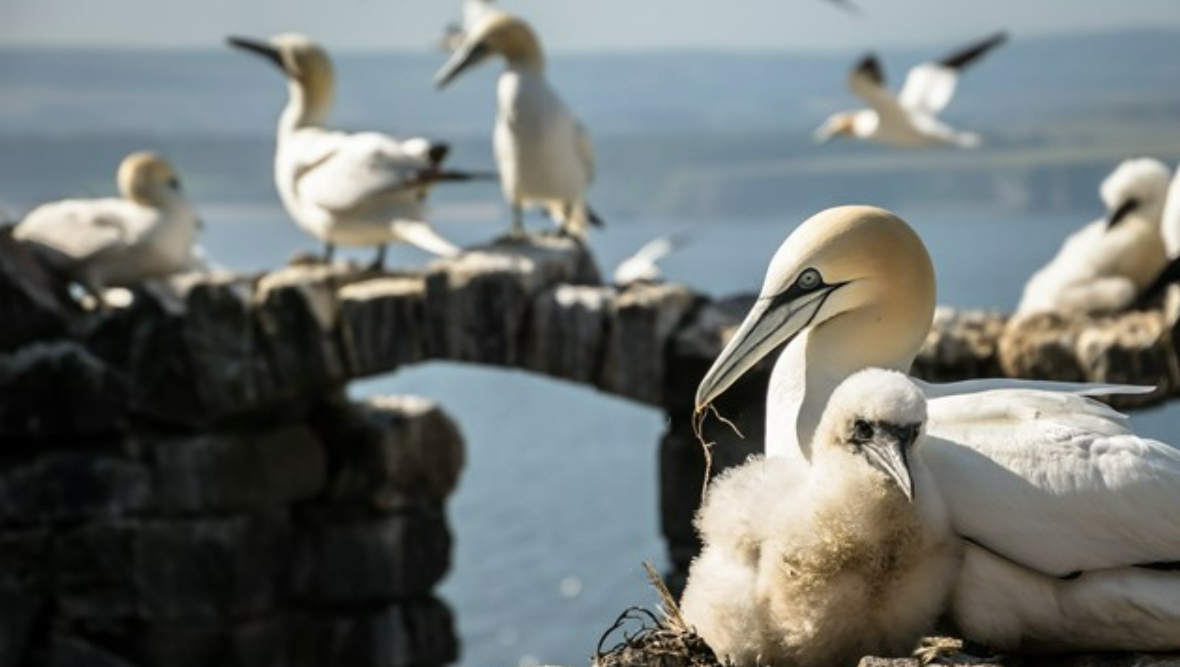 Avian flu taskforce set up to rescue sea birds from ‘worst outbreak of disease in 20 years’