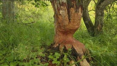Beavers could be reintroduced to Highlands after 400 years