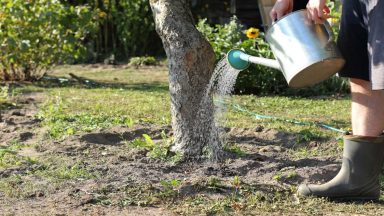 Thousands of Edinburgh trees at risk of death over lack of dedicated watering, say councillors