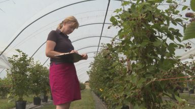 Could technology help ease challenges for Scottish fruit growers?