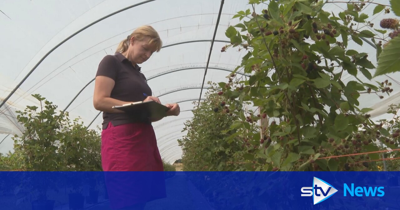 Could technology help ease challenges for Scottish fruit growers? STV