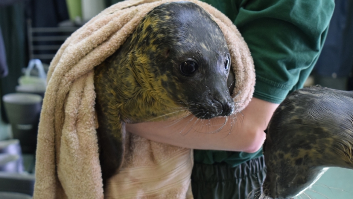 Seals flown to Shetland for care after Scottish SPCA rescue centre breakdown