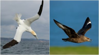 NatureScot’s Isle of May and Noss National Reserves close to visitors after bird flu outbreak