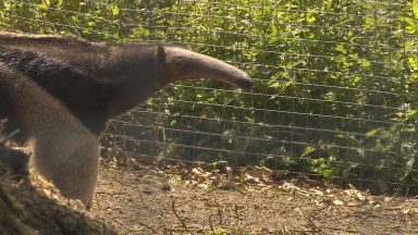 Two giant anteaters are settling into their new home at a Dundee wildlife centre