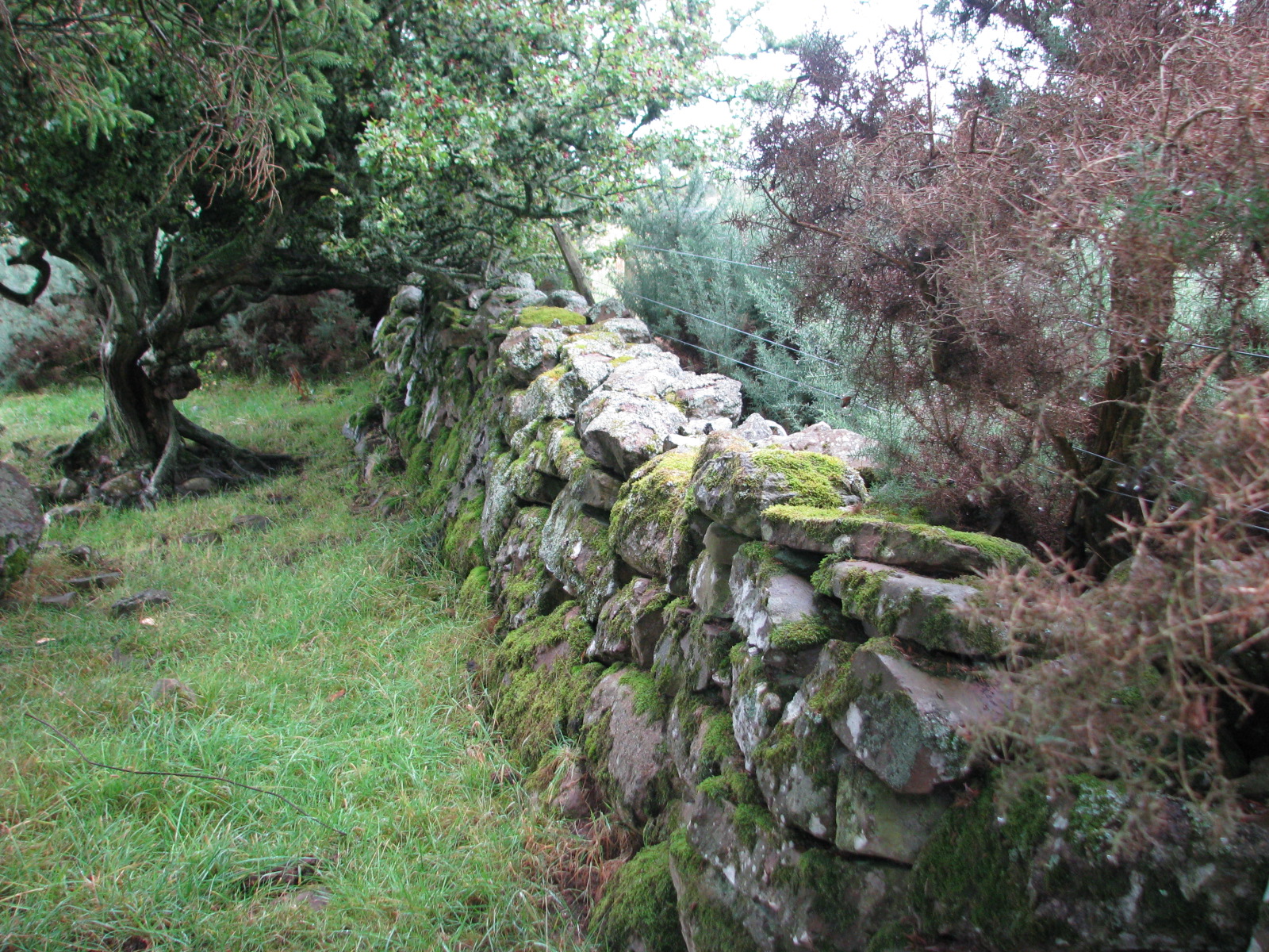 The surviving boundary wall of Culloden Parks. 