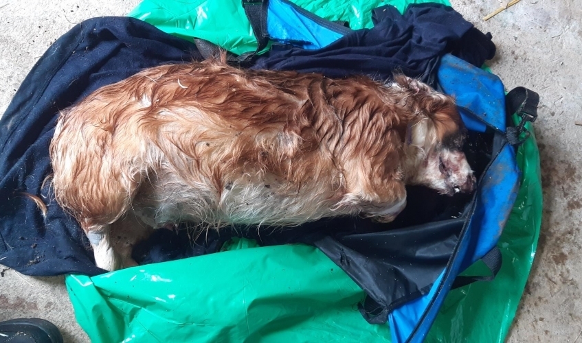 The Scottish SPCA are now appealing for information about what happend.