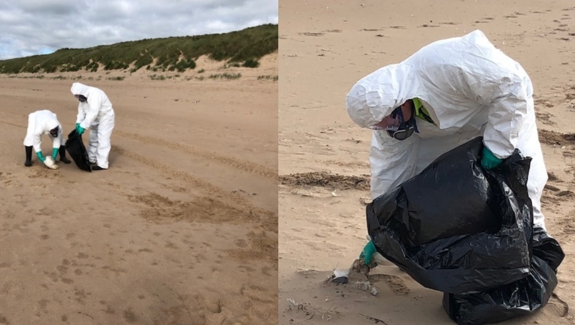 Aberdeenshire Council teams collected and disposed of over a thousand seabirds. 