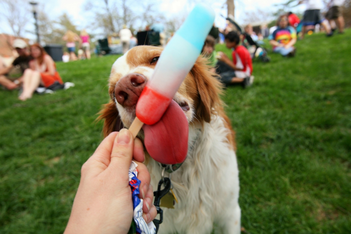 Pet-owners can freeze animal-safe lollies for a cool treat. 