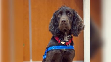 Police dog Gizmo sniffs out £1.4m of cannabis in lorry and stolen car in Dumfries and Galloway