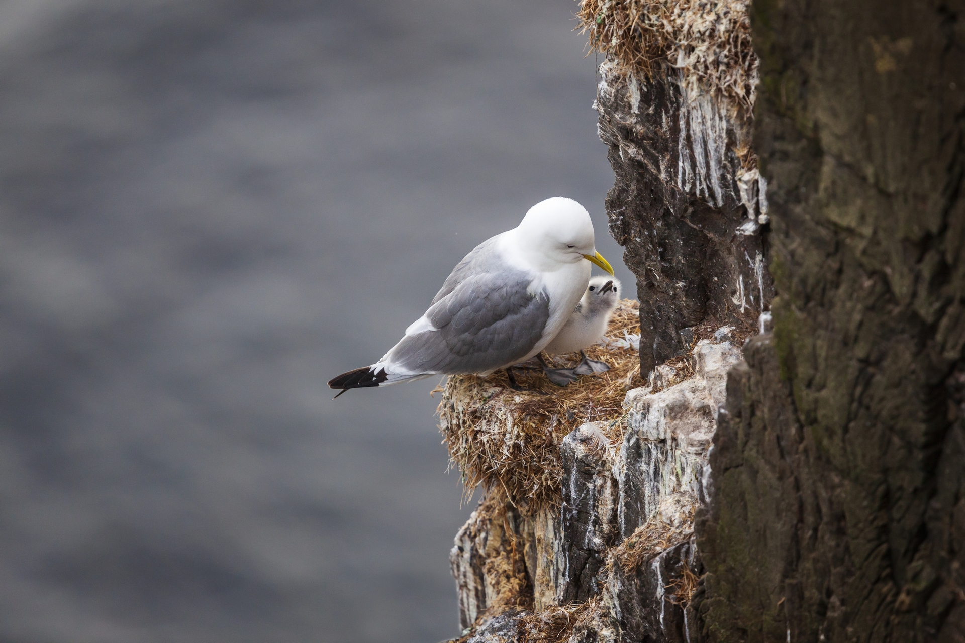Two kittiwake deaths confirmed the virus' presence on Isle of May on June 30. 