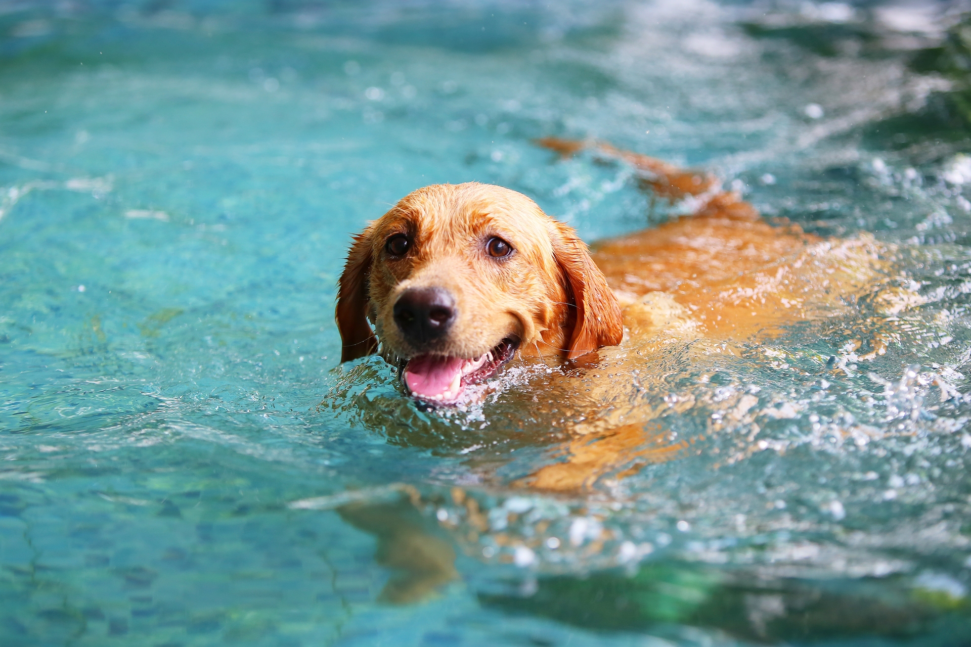 Do not leave your pets in water unsupervised. 