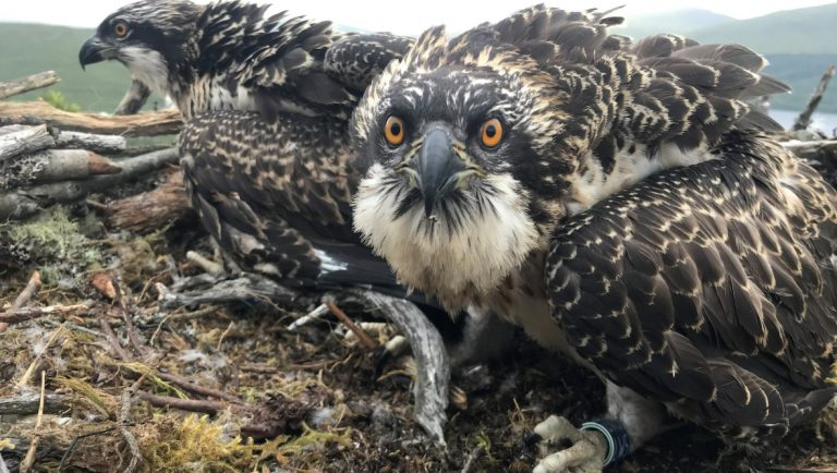 Osprey chicks at Loch Arkaig Pine Forest in Lochaber have been named Willow and Sarafina after an online poll held this week.