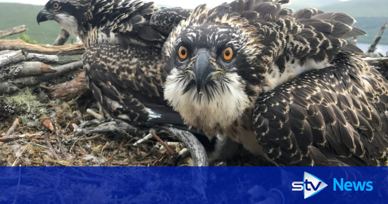 Loch Arkaig osprey chicks named Willow and Sarafina after thousands ...