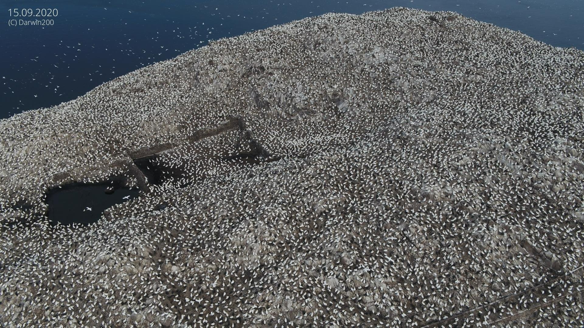 The landmark is home to hundreds of thousands of gannets in peak season, as seen in this image from 2020. 