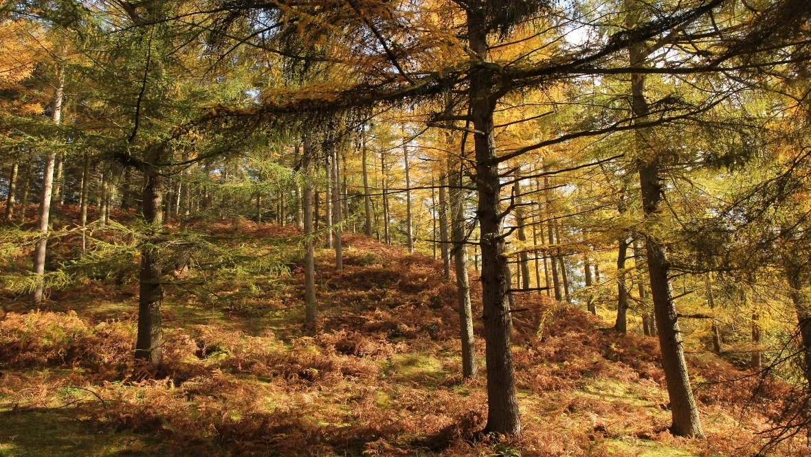 Forestry and Land Scotland to fell larches in south of Scotland in bid to stop killer tree disease