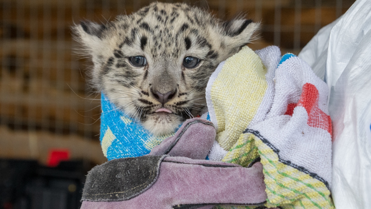 Gender reveal after snow leopard cubs ‘capture hearts’ at Highland Wildlife Park
