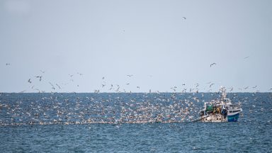 Vital action needed by Scottish Government to stop brutal seabird deaths by fishing gear, says RSPB