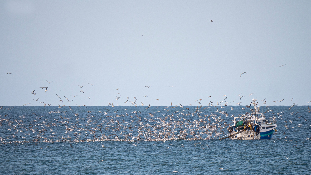 Vital action needed by Scottish Government to stop brutal seabird deaths by fishing gear, says RSPB