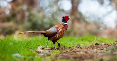 RSPB calls for immediate moratorium on release of birds for shooting